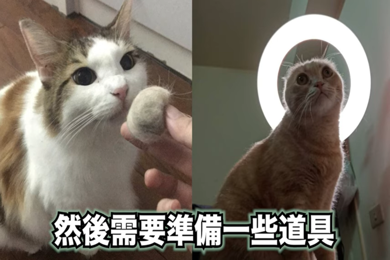 YouTube頻道「貓與香菜」用身邊道具，拍出屬於自己毛小孩的網美照。（圖／貓與香菜授權）