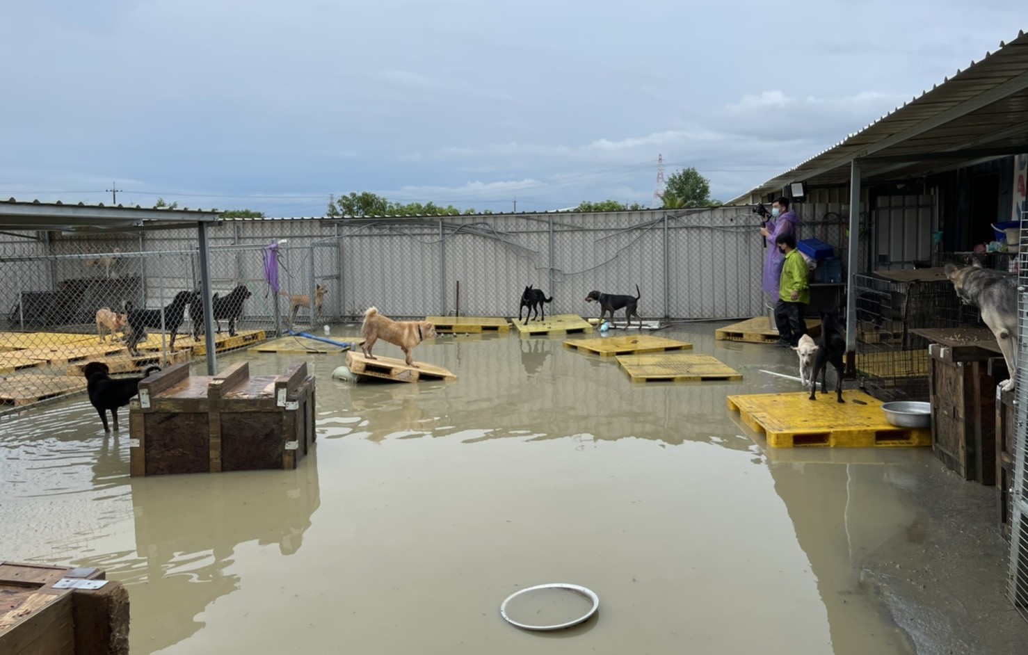 南台灣下大雨狗園淹水　飼料泡水汪星人無辜成災民