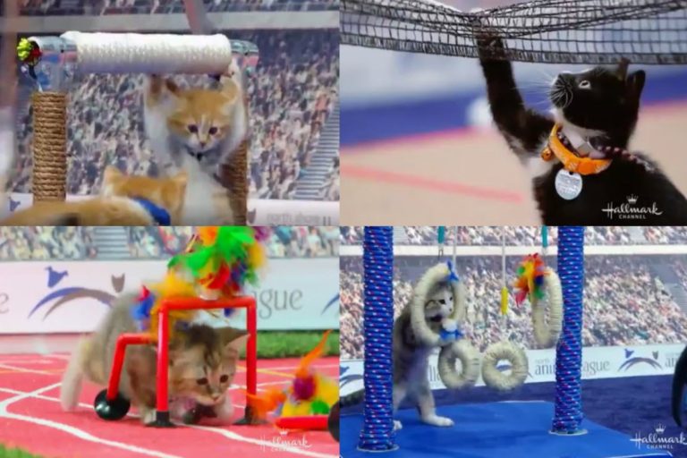 東京奧運正在舉行，而小貓也參加奧林匹克競賽項目，專業模樣不輸人類！（圖／twitter帳號luan vinicius lovato）