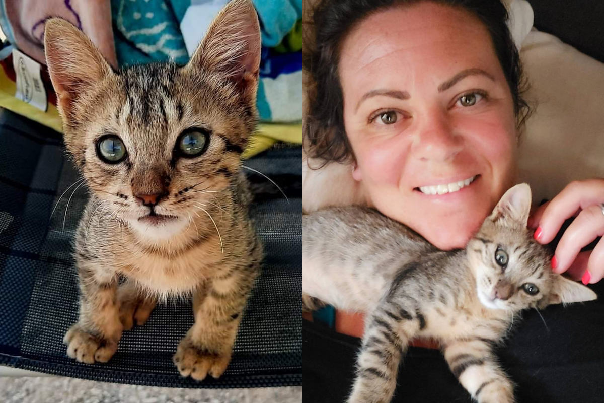 夫妻在希臘旅行時被浪貓吸引，便在途中將其收編回家。（圖／Instagram帳號：rockinglifeontheroad） 