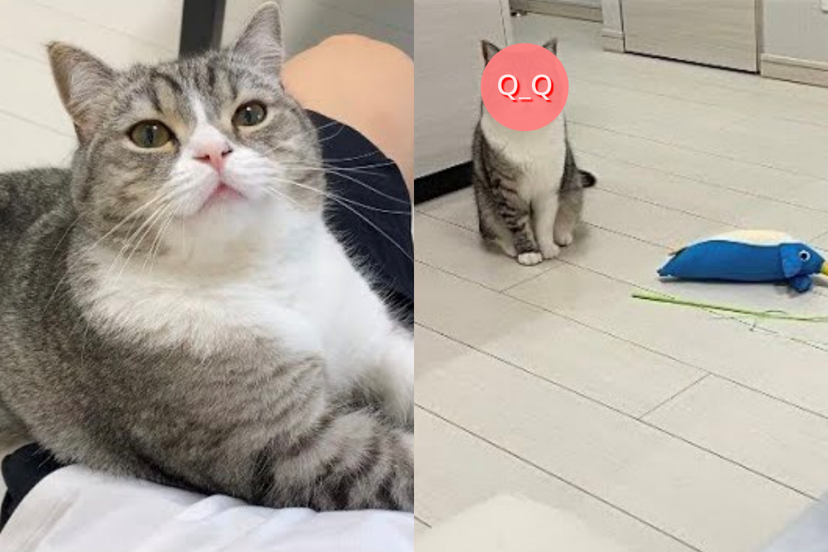 飼主工作到一半發現地上擺著玩具，貓咪還哀怨地盯著自己看！（圖／Twitter帳號：catmotimaru）