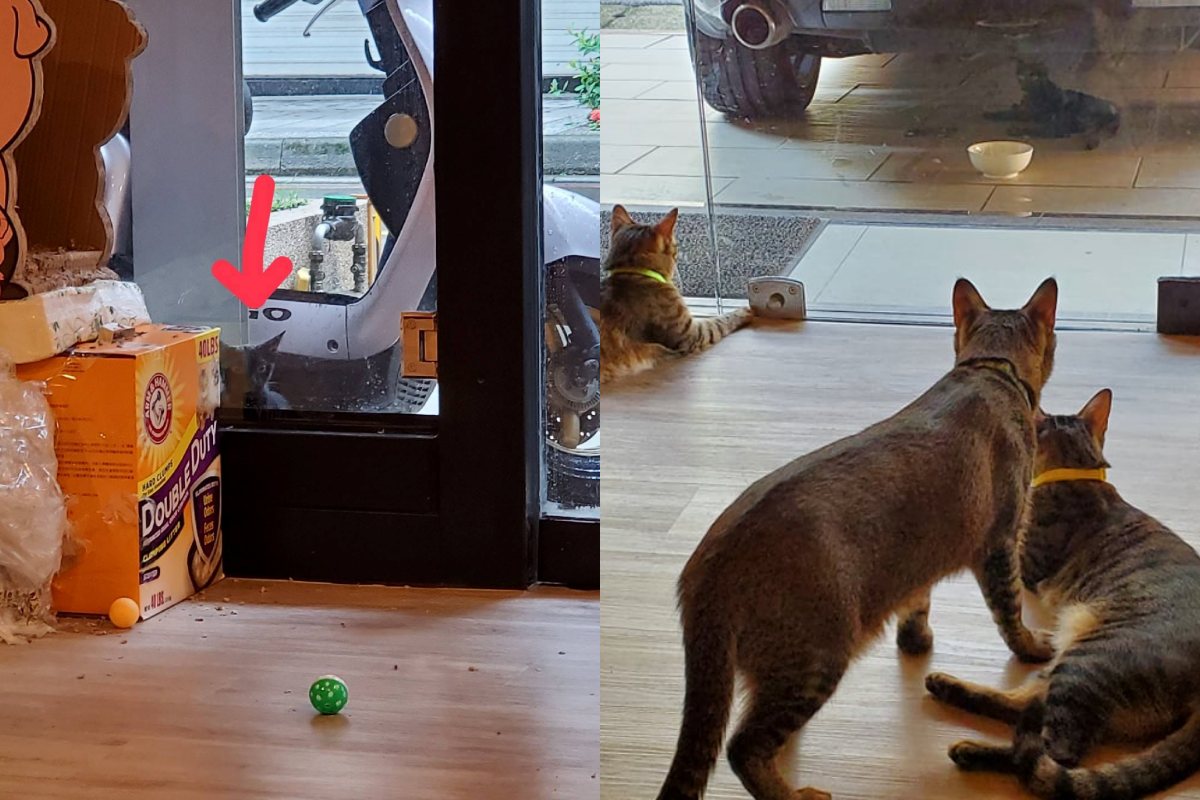 小浪貓一天要討好幾餐吃，網友得知真相後傻眼了！（圖／網友Chun Lin授權提供）