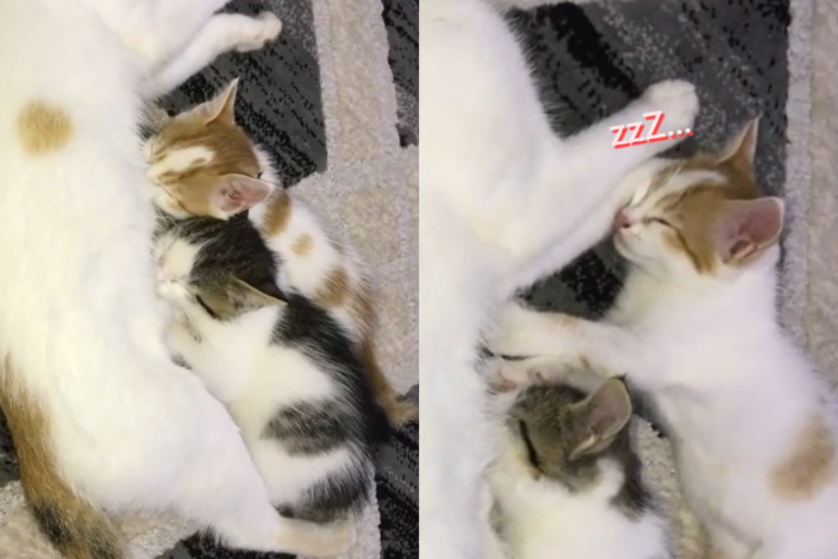 小貓奮力吸奶後「饋媽媽手」睡著　網友全融化：小天使！
