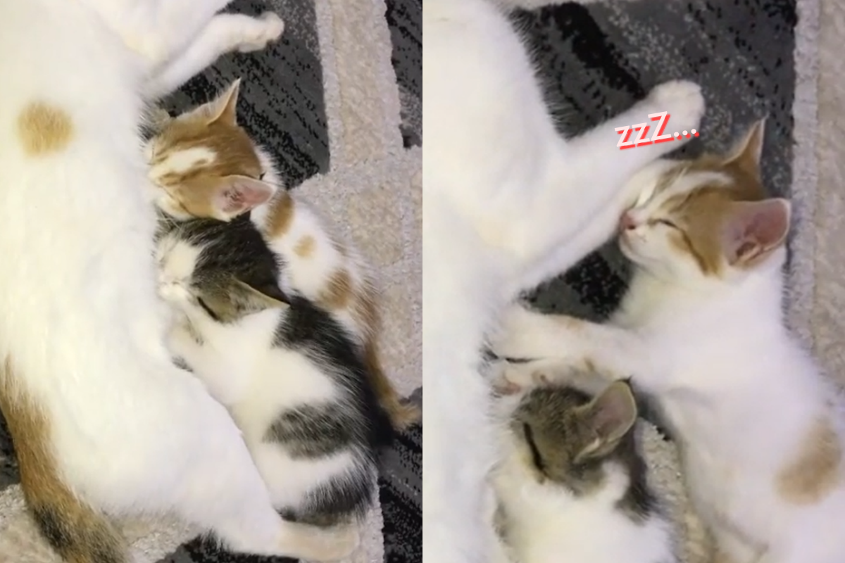 小貓們奮力吸奶，隨後枕著媽媽的手睡著。（圖／Instagram帳號：lovelyy_kittyys） 