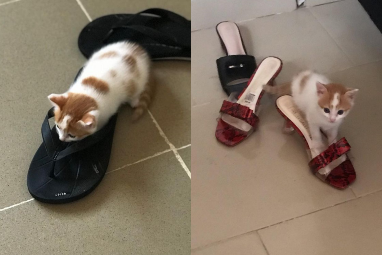 不過阿薩德似乎很喜歡鞋子，有時候會自己躲在裡面。（圖／Instagram帳號：lovelyy_kittyys）