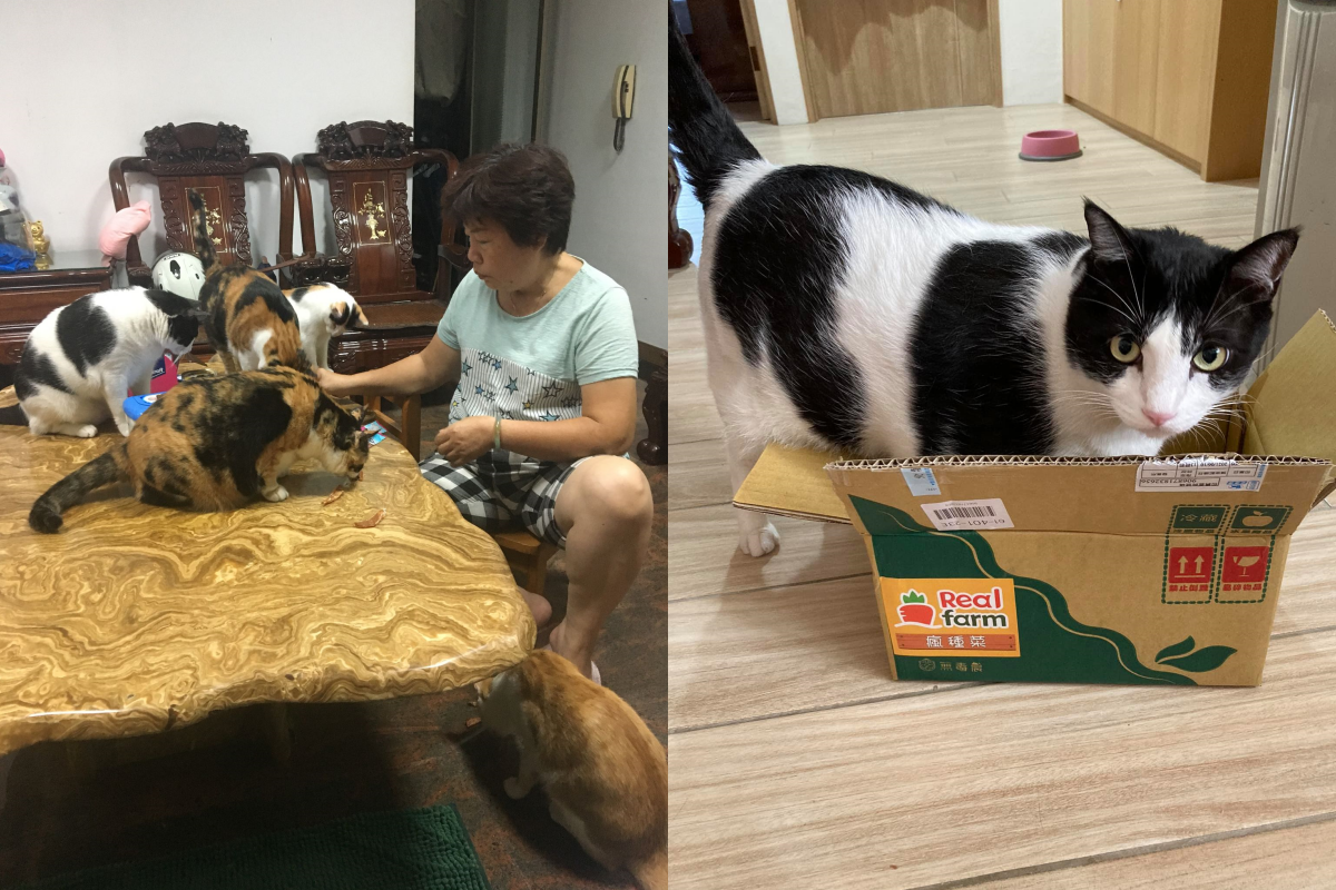 網友家的賓士貓拉肚子看醫生都沒恢復，阿嬤使出「民俗偏方」治療。（圖／粉專Mini&Cooper授權提供）