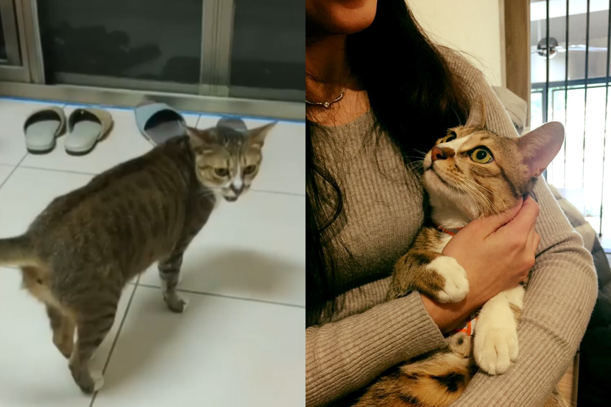 網友張小姐下班回家，在一樓才剛踏上樓梯，就傳來貓咪的叫聲！（圖／FB帳號海賊貓Luffy的生活日記授權）