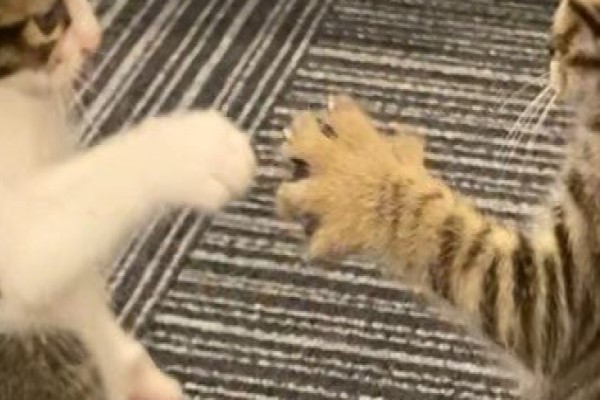 兩隻小貓在玩耍　推主拍下照片驚：在玩剪刀石頭布？