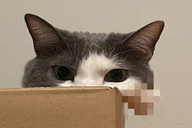 貓咪窩紙箱嘴邊肉「霸氣側漏」　奴笑：這是毛蓬吧？
