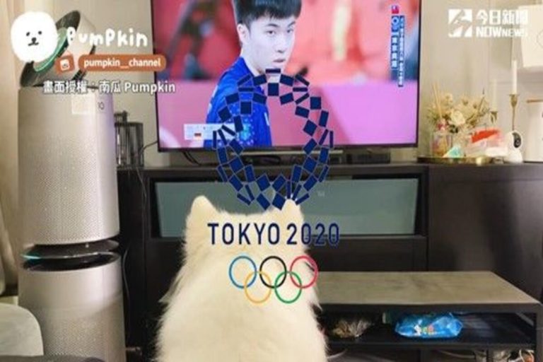「南瓜 Pumpkin」與主人一同在家中看奧運賽事，為中華隊選手加油。（圖／南瓜 Pumpkin 授權）