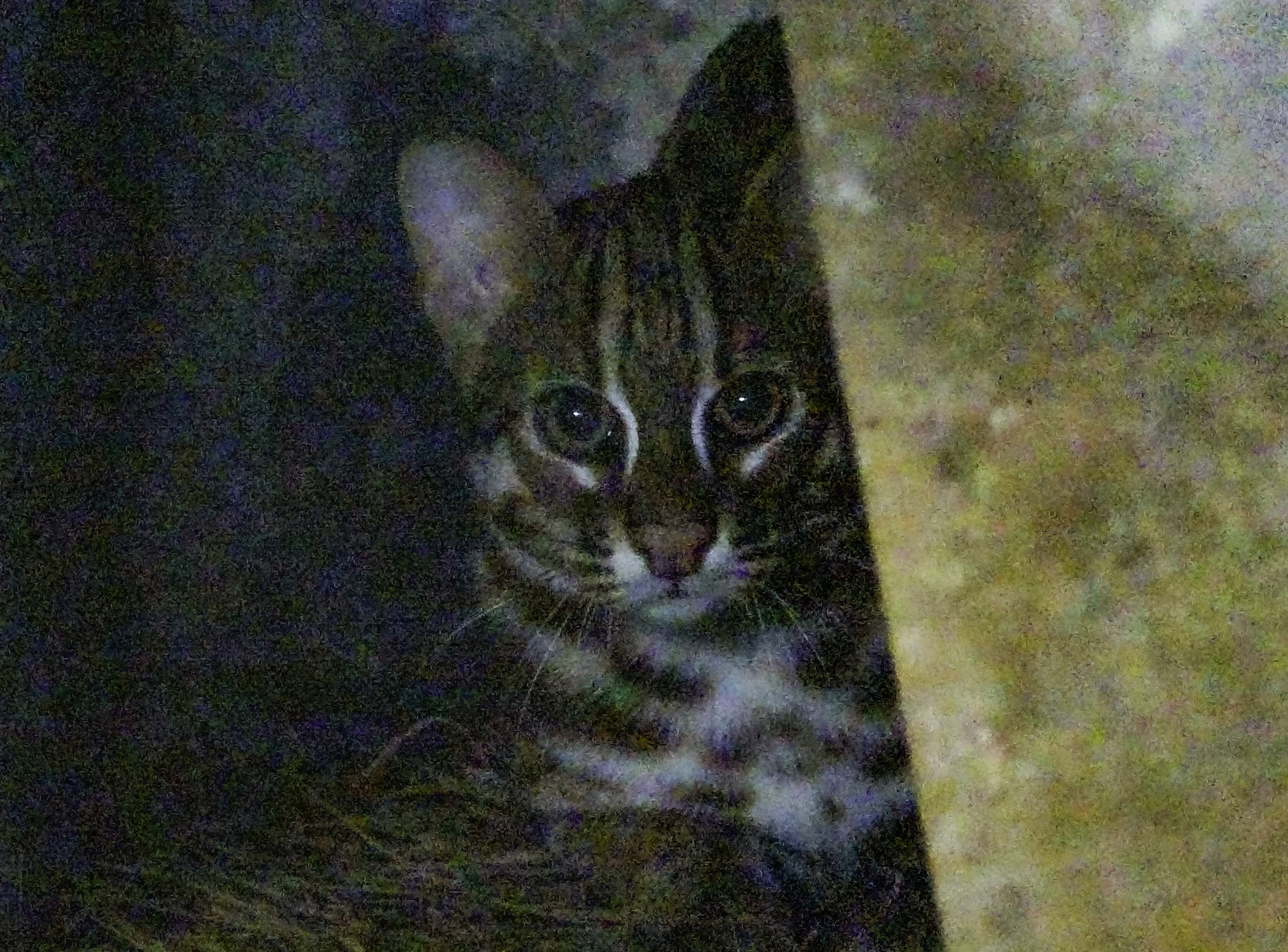 石虎二哥將留在園內擔任石虎域外保育的新血！（圖／臺北市立動物園授權提供）