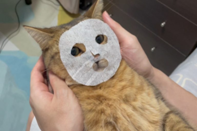 推主用紙巾做面膜　貓咪一臉享受笑翻網友！
