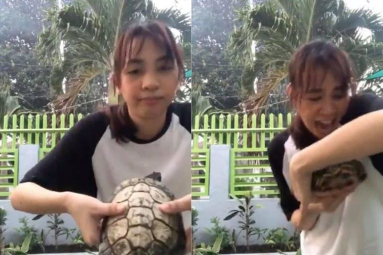 菲律賓有位女子想拍片炫耀寵物龜，沒想到過程中，卻被寵物龜狠狠咬一口，讓她當場崩潰尖叫。（圖／翻攝自AP美聯社／ Newsflare ）