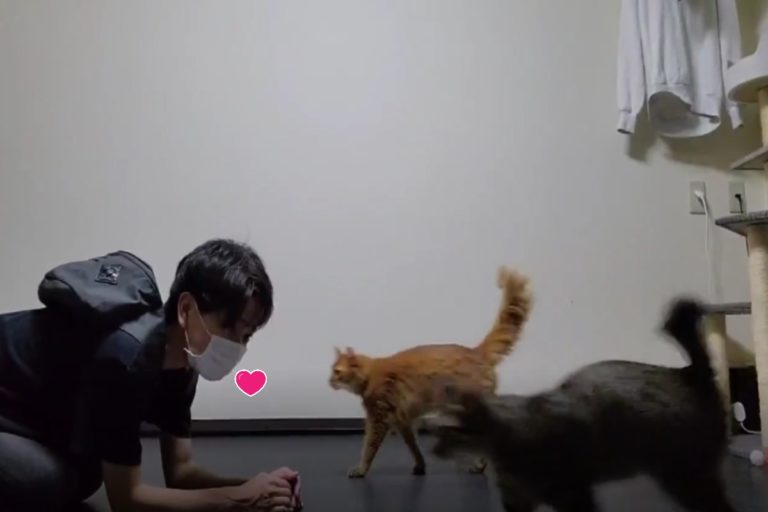 日本一名飼主回家時，開心地跪在地上等貓咪前來迎接！（圖／twitter帳號chipie0826）