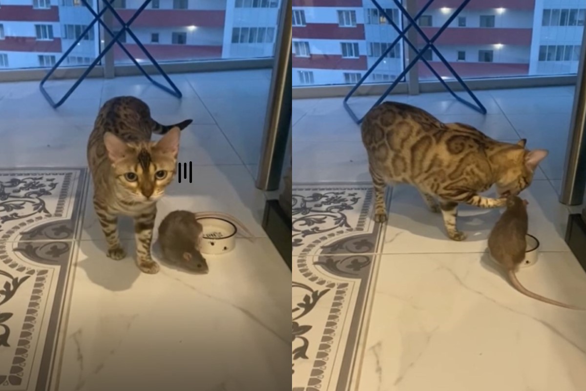 國外一隻貓咪喝水時，竟然被一隻老鼠頻頻干擾！（圖／美聯社AP+Jukin Media授權）
