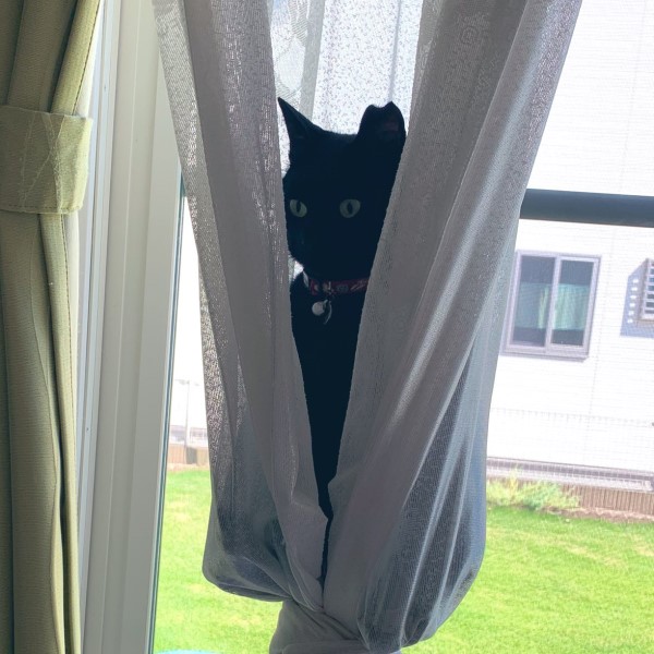 窗簾裡竟有黑貓半空中漂浮　網友笑翻：練空中瑜伽？