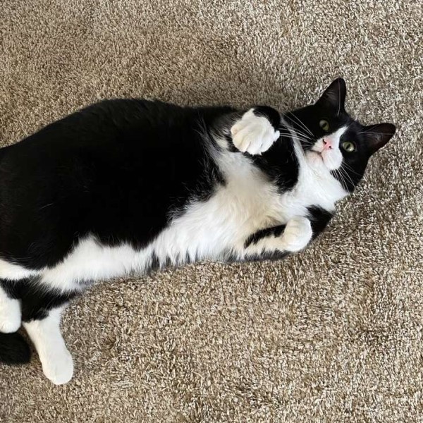 賓士貓每天陪小主人等校車 目送她離開:等妳回來喔!