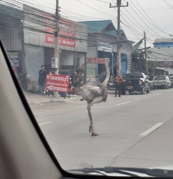 泰國街頭出現鴕鳥飛奔　影片曝光網友笑：微解封太興奮？