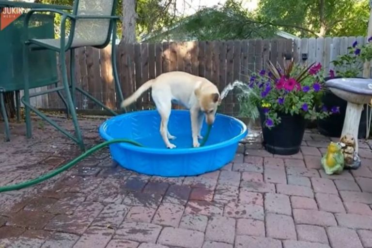 有一位狗狗飼主PO出一段影片，只見一隻拉布拉多衝向自家後院，不斷拉水管想沖水散熱，卻怎麼樣也不成功，畫面相當逗趣。（圖／翻攝自達志影像美聯社/Newsflare）