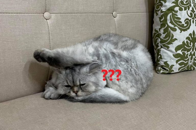 網友李小姐家的貓咪日前出現超狂睡姿，將後腳掛在頭上！（圖／網友李宣授權提供）