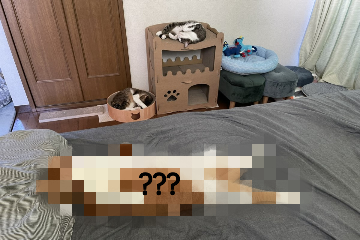 日本一名飼主發現不同資歷的貓咪，睡相也不一樣！（圖／twitter帳號mitoconcon）