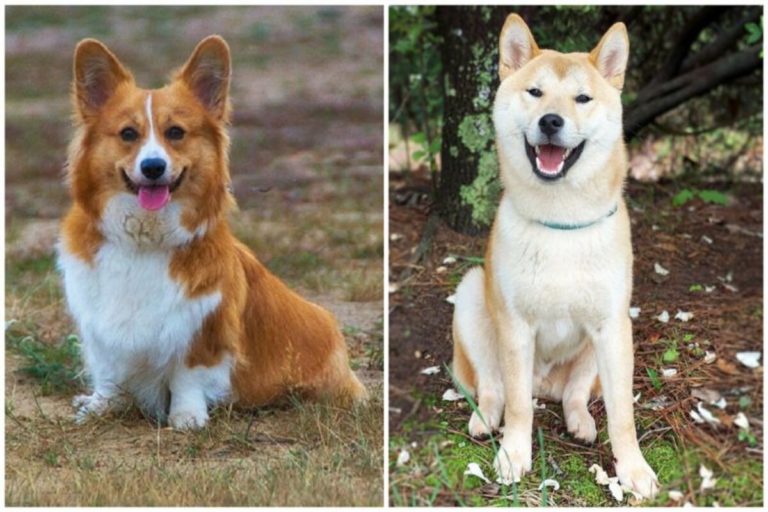 一名網友好奇在PTT詢問大家「柴犬vs柯基哪個更可愛？」結果全場答案幾乎一面倒，直呼「超療癒又好養」。（合成圖／取自pixabay）