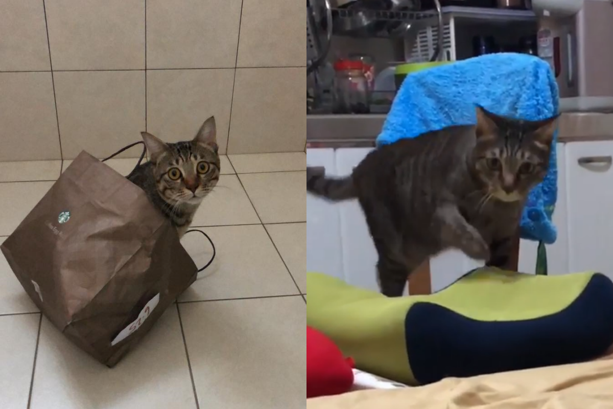 ▲貓皇走路突然綜藝式摔倒，一旁的奴才見狀笑慘！（圖／網友柳小歐授權提供）