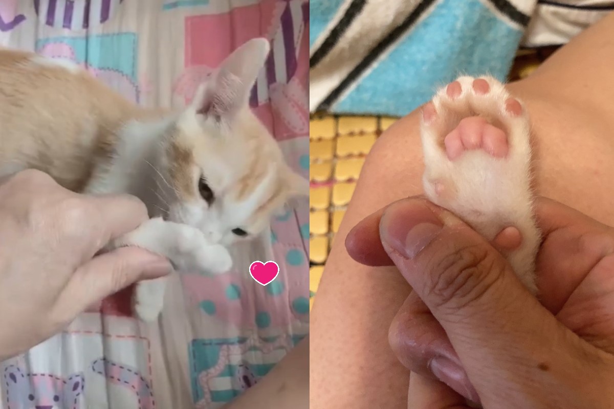 ▲小萌橘想睡覺時就會吸肉球！（圖／網友Amy Cheng授權提供）