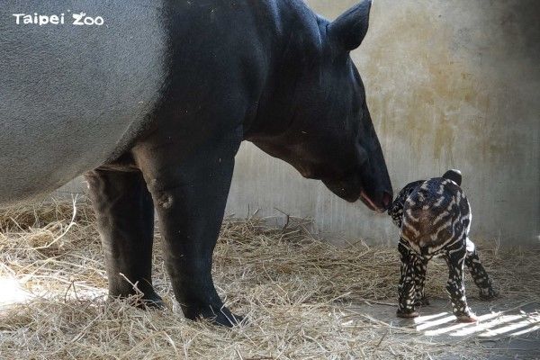 ▲今年8月10日動物園裡的馬來貘媽媽「貘莉」生下一女兒。（圖／台北市立動物園提供）