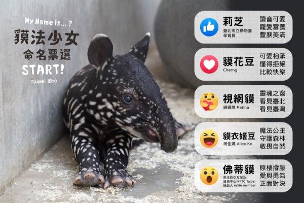 ▲自從園方開始為貘妹妹徵名後,果然很快就引起各界人士與網友熱情參加,目前由五組進入總決賽,而園方也貼心製圖解釋每個提名,請大家依照喜愛的名字對應圖案去投票!(圖/台北市立動物園提供)