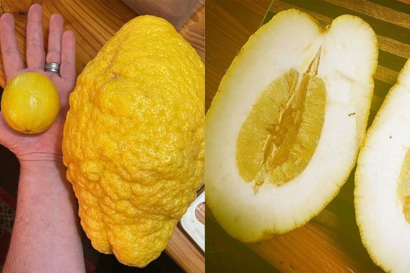 ▲帕林卡斯發現怪物檸檬不適合榨成果汁,比較適合當沙拉醬使用。(圖/翻攝自《@melisspalinkas》IG)