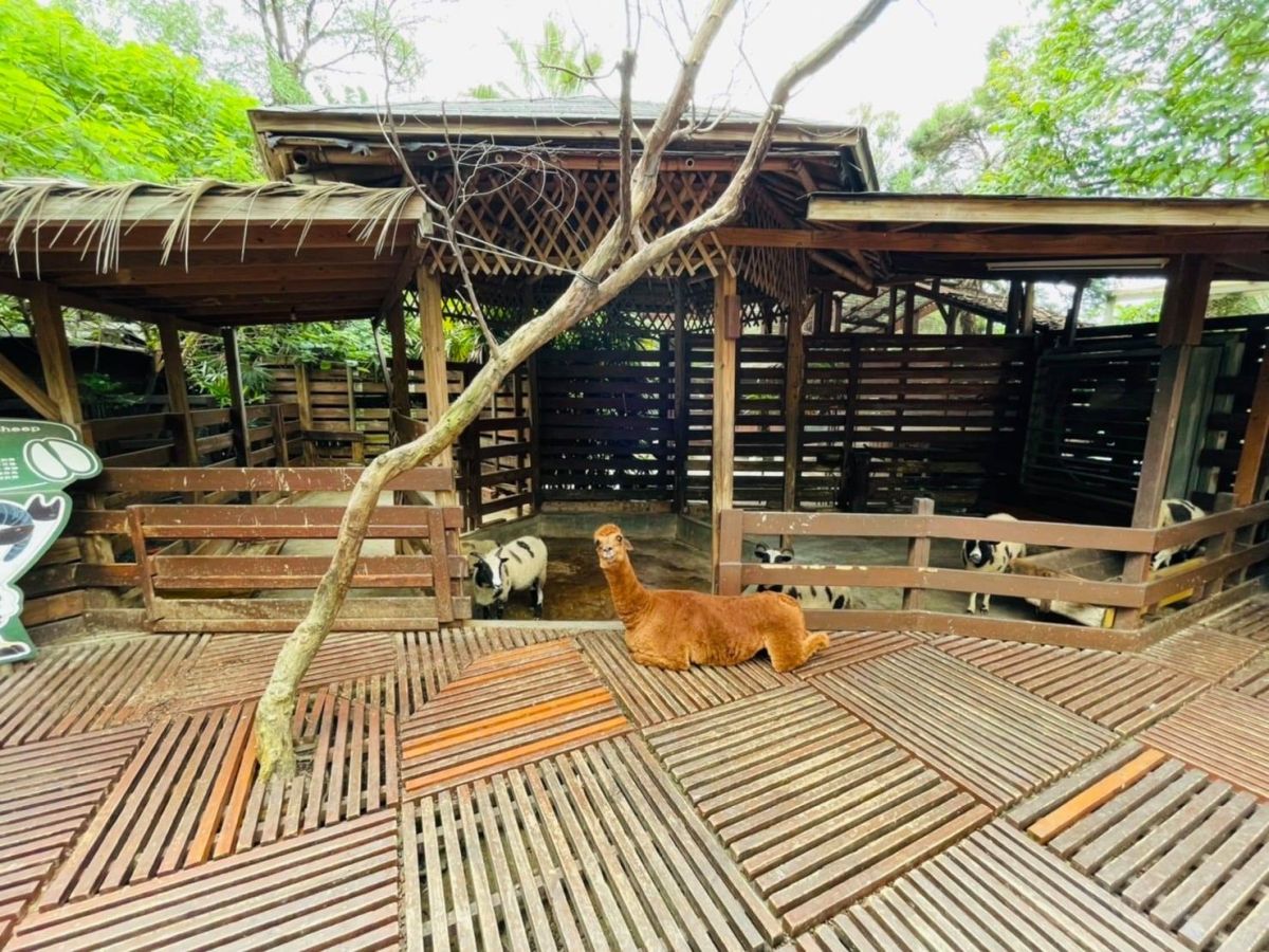 ▲高雄市淨園農場遭批虐待動物，對此高市府已停止該園動物展演。（圖／截自淨園農場臉書）