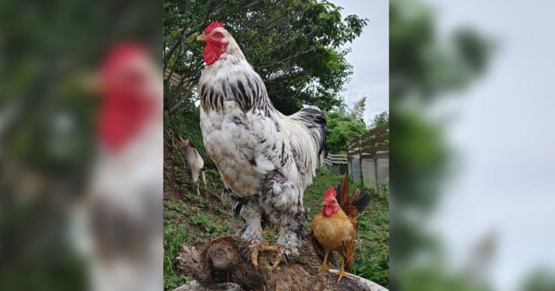 ▲日本一名網友在推特上貼出一張兩隻雞並立的照片，只見照片中這兩隻雞有著「最萌身高差」。(圖/擷取自@daiouika0316/推特)