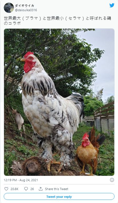 ▲該名日本網友大秀家中養的兩隻雞。(圖/擷取自@daiouika0316/推特)