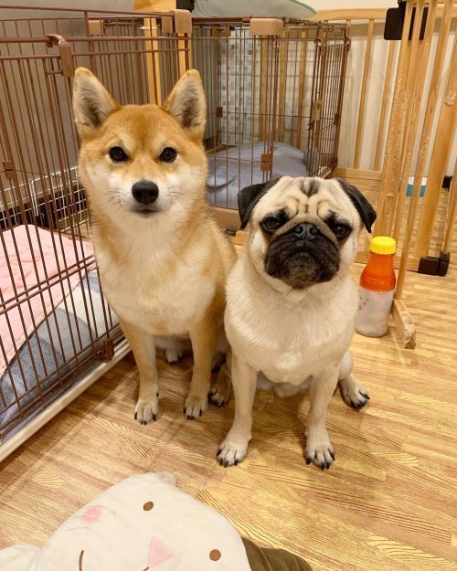 ▲兩隻可愛的狗狗！（圖／Twitter帳號：ral_aki）
