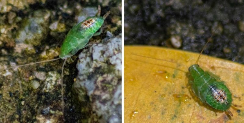 ▲新加坡有一名研究員在當地自然公園發現「綠色蟑螂」，奇特模樣與翡翠色偽裝就連學者都驚呼這是當地首次發現，驚喜不已。（圖／取自李光前自然歷史博物館）