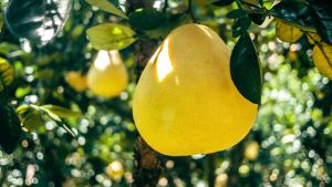 ▲中秋柚子怎挑最好？營養師高敏敏分享了4款不同柚子的營養價值。（示意圖／取自pixabay）