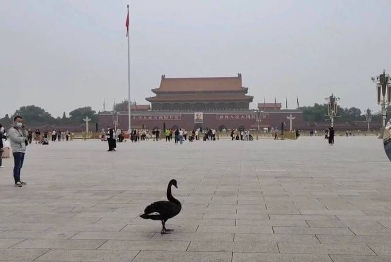 ▲一隻「黑天鵝」真的飛到北京天安門廣場，引起中國網友熱議。（圖／翻攝自微博）