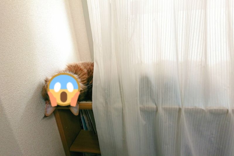 ▲日本一隻貓咪以奇怪的姿勢盯著飼主引起網友熱烈討論。（圖／twitter帳號CMintem）