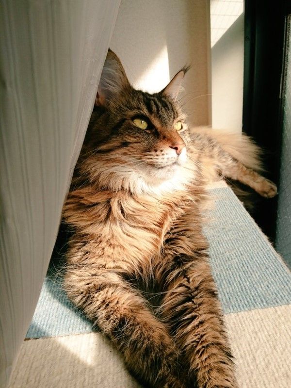 ▲平時牠很喜歡待在窗邊看風景曬日光浴。（圖／twitter帳號CMintem）