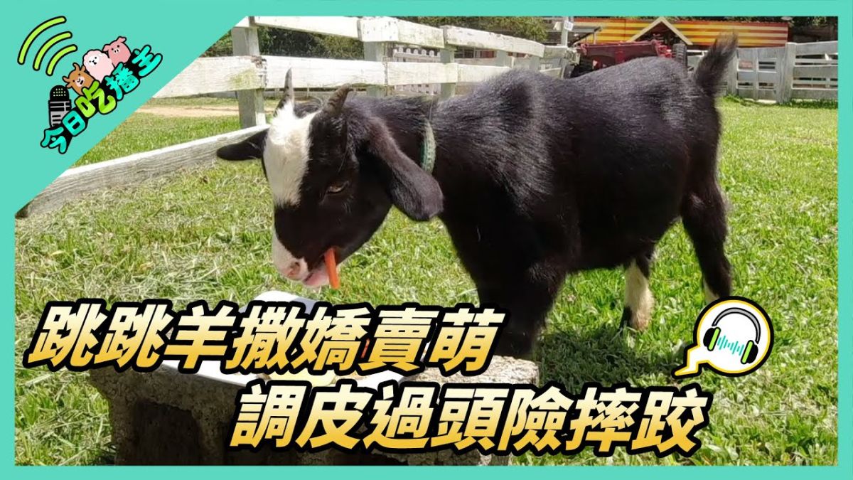 ▲跳跳羊撒嬌賣萌 調皮過頭險摔跤。(圖／NOWnews )