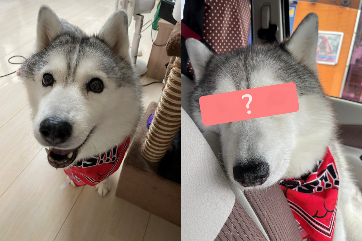 ▲二哈聽到要出門超開心，到目的地才發現跟想得完全不一樣！（圖／Twitter帳號：xxhama2）