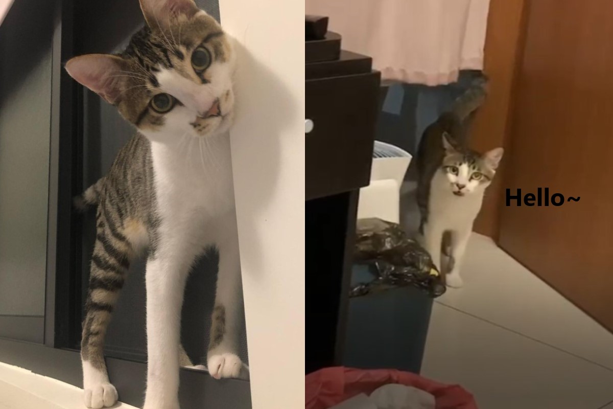 ▲白底虎斑貓「DD」日前向馬麻說「哈囉」！（圖／IG帳號he_dd1004授權提供）