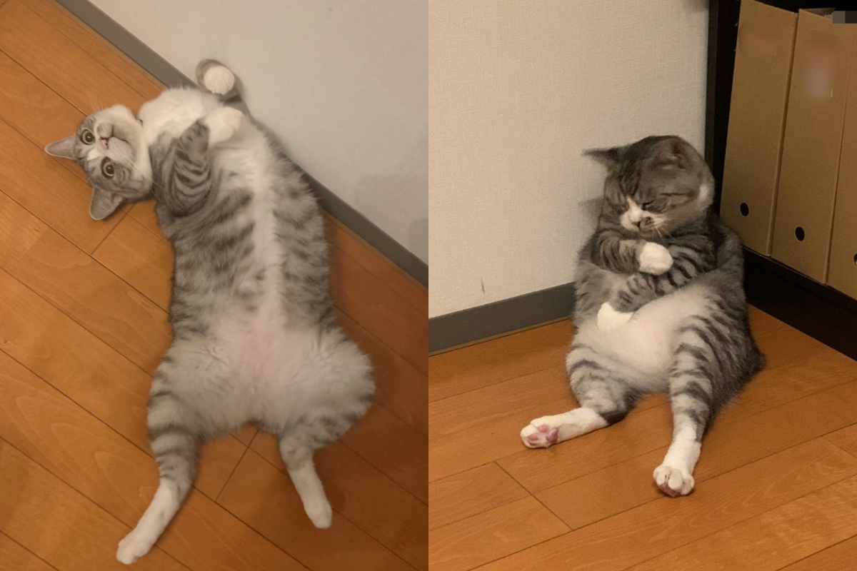 ▲貓咪苦瓜臉抓手臂，意外神似打完疫苗因副作用痛的人類！（圖／Twitter帳號：necode67） 