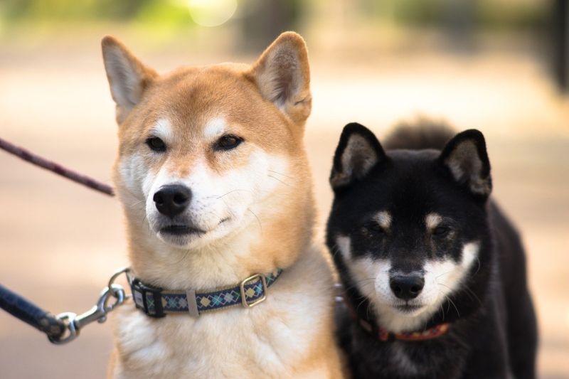 ▲近日有網友好奇在PTT詢問大家「現在最夯的狗是柴犬嗎?」結果全場紛紛贊同,直誇「柴犬真的超可愛,而且很乖、不會亂叫,又不會咬人。」(圖/取自pixabay)