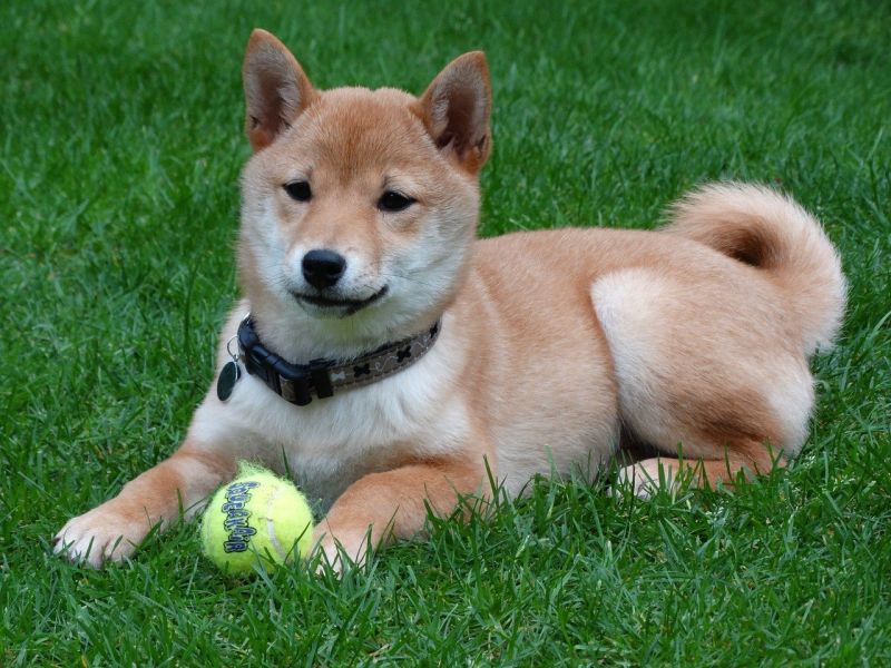 ▲柴犬。(圖/取自pixabay)