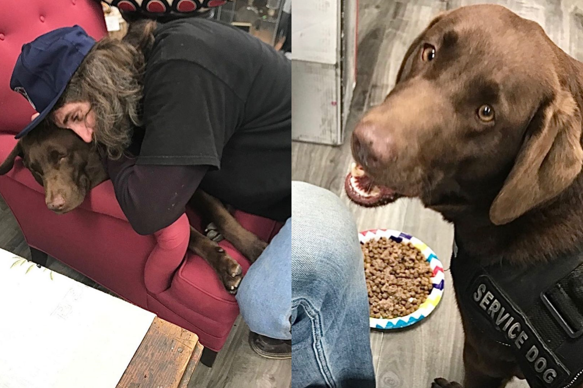 ▲街友唯一的家人拉布拉多被牽走，民眾集資幫忙尋回。（圖／Instagram帳號：startrescueresale） 