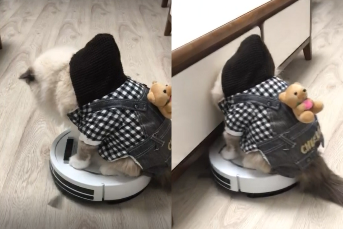 ▲貓被掃地機器人帶去撞櫥櫃，下秒放棄反應笑翻全網民！（圖／AP+ Jukin Media） 