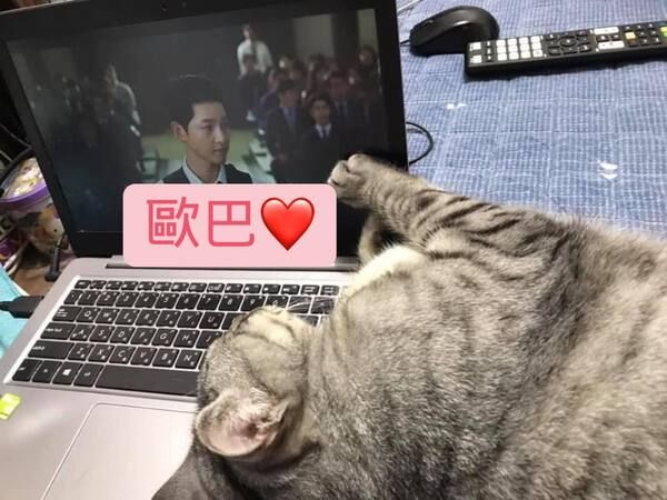 ▲網友洪小姐沒養寵物,因為鄰居貓的出現變成貓奴!(圖/網友洪向辰(韓國小丸子)授權提供)