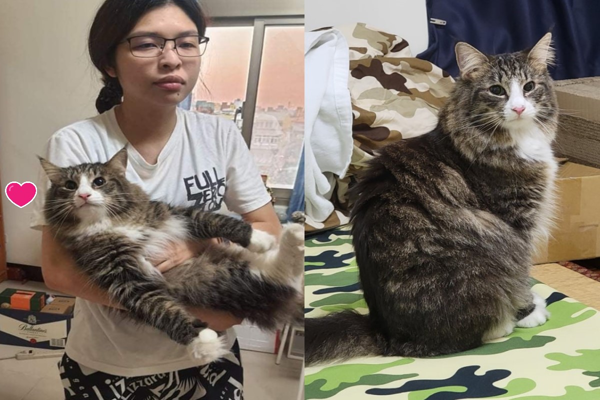 ▲網友鄭小姐日前半夜遇見巨貓闖入家裡，還要求陪玩一整晚讓她大喊好厭世！（圖／網友鄭涵文授權提供）